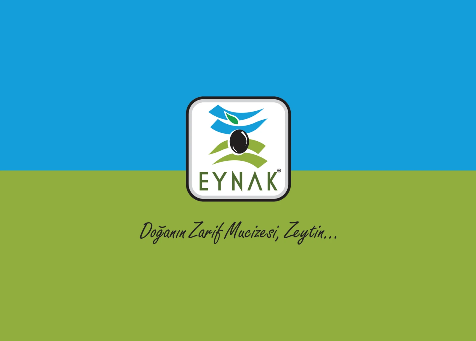 Eynak Zeytin katalog kapağı dosyası: mavi-yeşil zemin üzerinde Eynak logosu ve 'Doğanın Zarif Mucizesi, Zeytin' yazısı