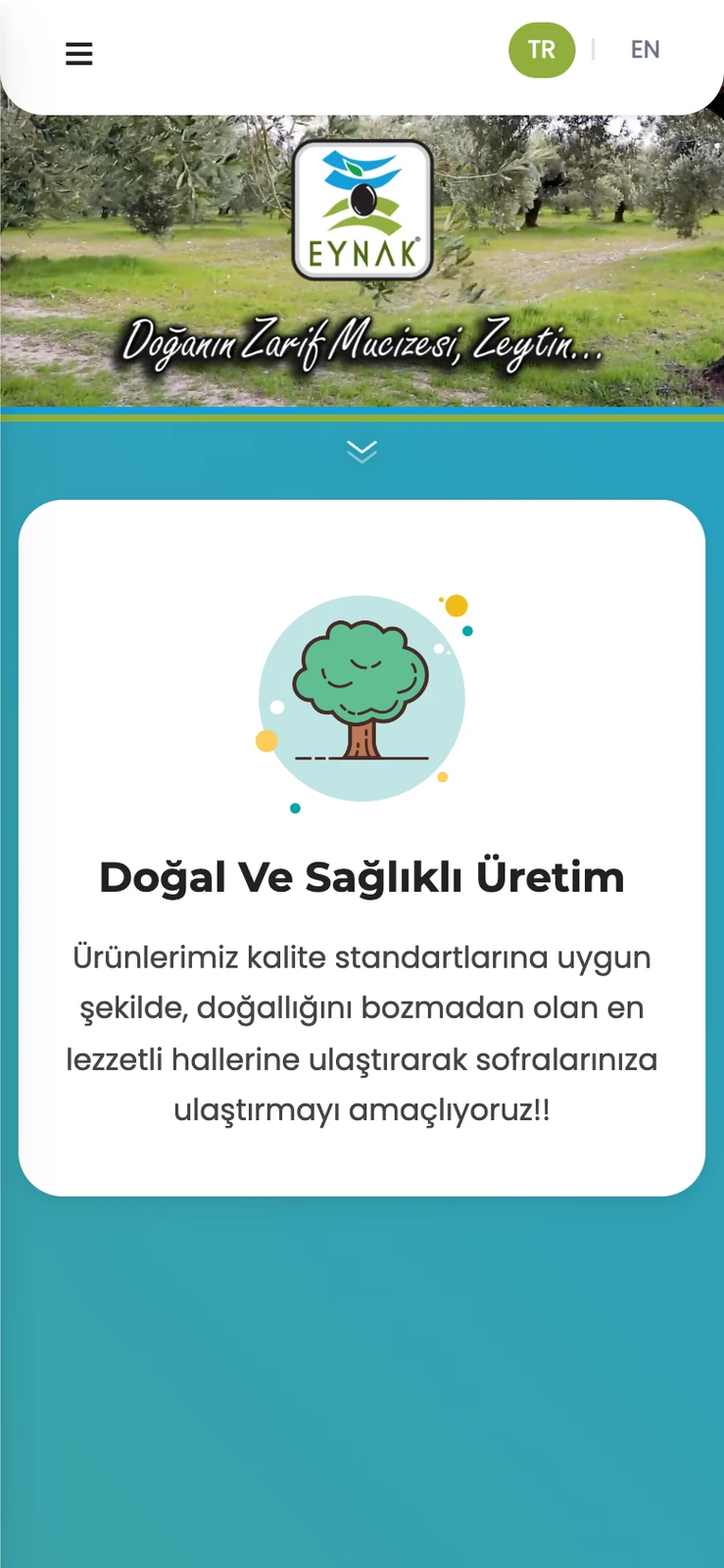 Eynak Zeytin web sitesinin telefondaki ilk ekranı: zeytinlik videosu üstünde logo ve slogan